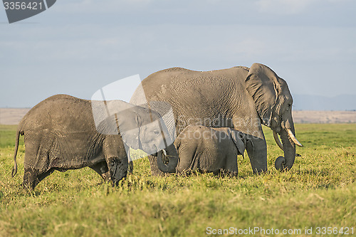 Image of  Herd of African Bush Elephants