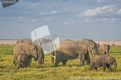 Image of  Herd of African Bush Elephants