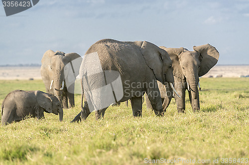 Image of  Herd of African Bush Elephants