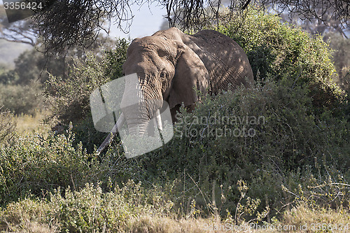 Image of  African Bush Elephant