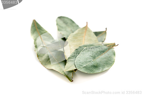 Image of Bay leaf.