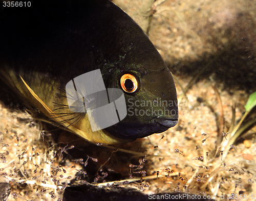 Image of Banded cichlid female protecting free swimming fry. Heros Efasciatus.