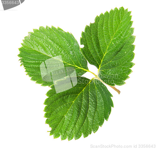 Image of On top green strawberry leaf rotated