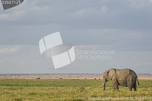 Image of  African Bush Elephant