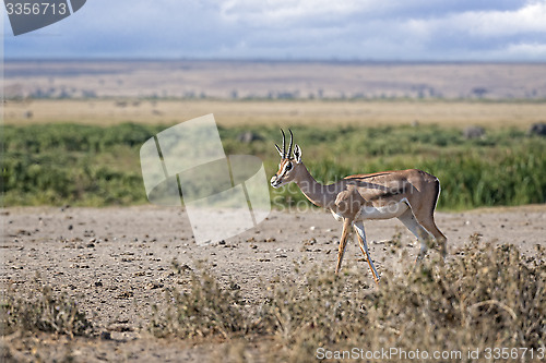 Image of Gazelle