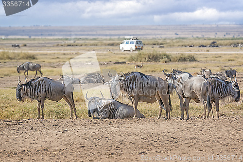 Image of Group of  Wildebeests