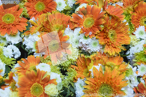 Image of Orange Daisies