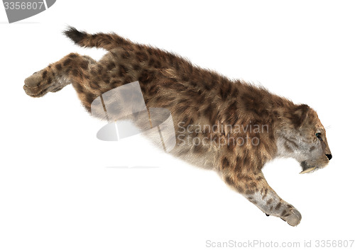 Image of Big Cat Smilodon