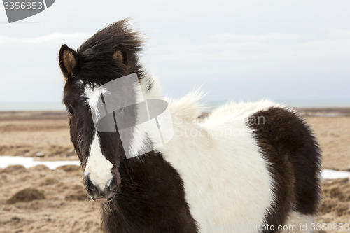 Image of Portrait of a young black white Icelandic pony