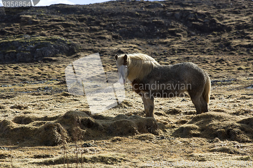 Image of Portrait of an Icelandic horse on a meadow