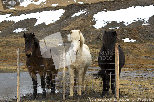 Image of Three colours of Icelandic horses