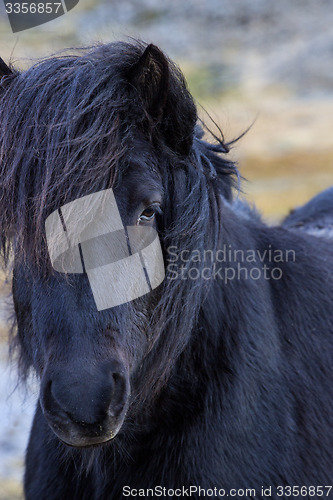 Image of Portrait of a black Icelandic horse 