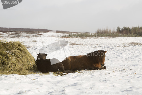 Image of Hay feeding for Icelandic horses in winter