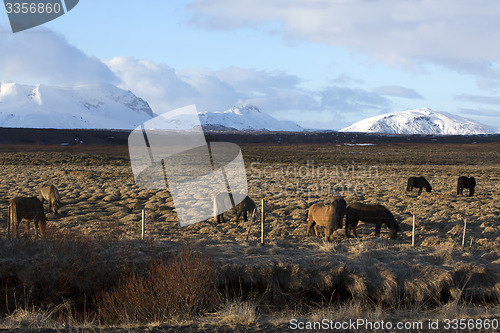 Image of Herd of Icelandic horses on a meadow in evening light