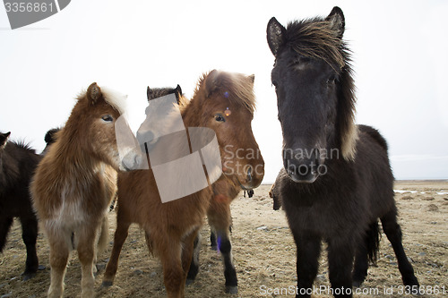 Image of Curious Icelandic horses