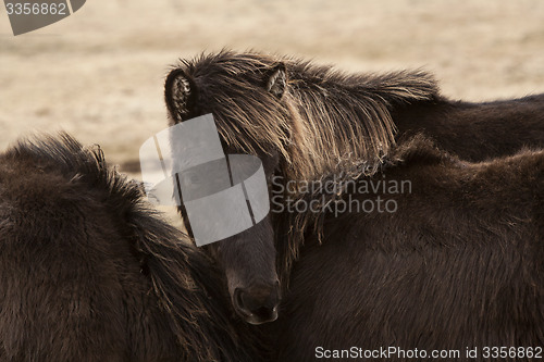 Image of Black Icelandic horse on a meadow 