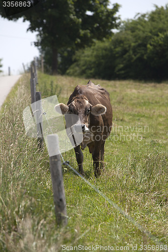 Image of Portrait of a high yielding cow