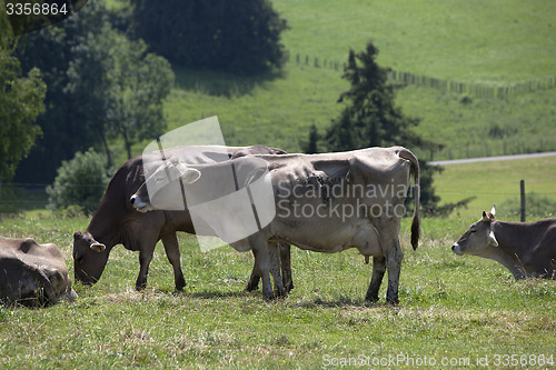 Image of Herd of cows on a meadow