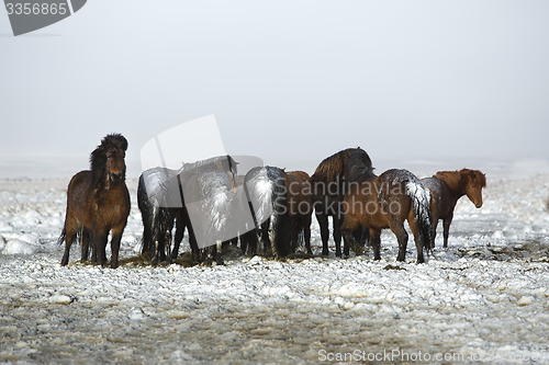 Image of Herd of Icelandic horses after snow storm