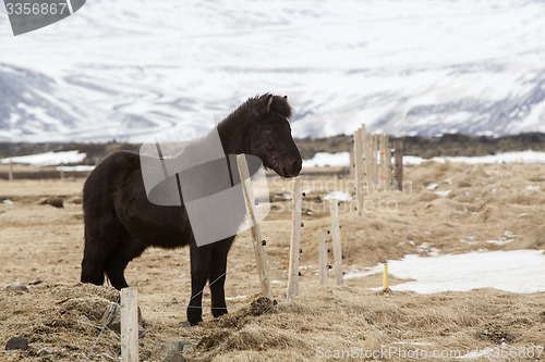 Image of Portrait of a young black Icelandic horse 