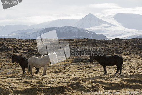 Image of Herd of Icelandic horses on a meadow