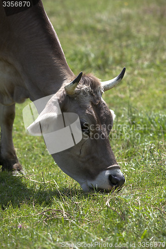 Image of Ox in a a erd of cows on a meadow