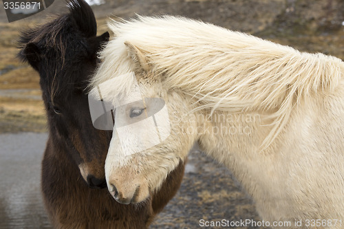 Image of Two Icelandic horses