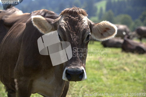 Image of Portrait of a high yielding cow