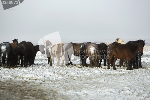 Image of Herd of Icelandic horses after snow storm