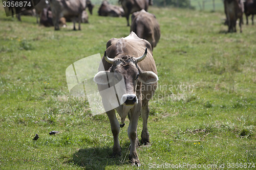 Image of Ox in a a erd of cows on a meadow