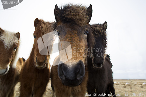 Image of Curious Icelandic horses