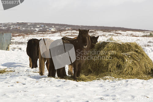 Image of Hay feeding for Icelandic horses in winter
