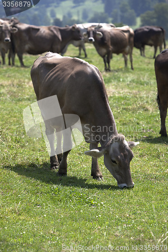 Image of Portrait of a high yielding cow