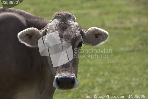 Image of Portrait of a high yielding cow