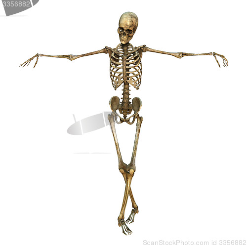 Image of Human Skeleton