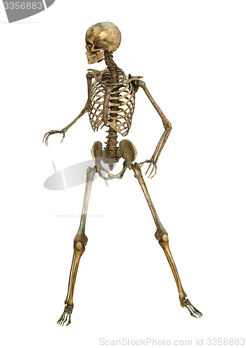 Image of Human Skeleton