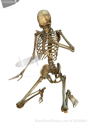 Image of Human Skeleton