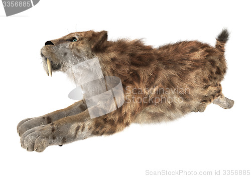 Image of Big Cat Smilodon