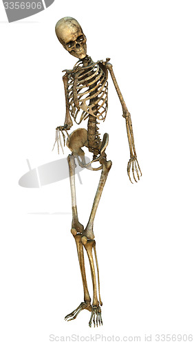 Image of Human Skeleton