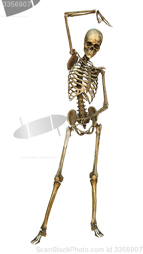 Image of Human Skeleton