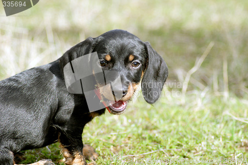 Image of Young Dachshund