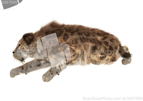 Image of Big Cat Smilodon