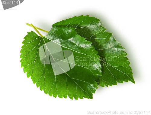 Image of Two green leaves mulberry