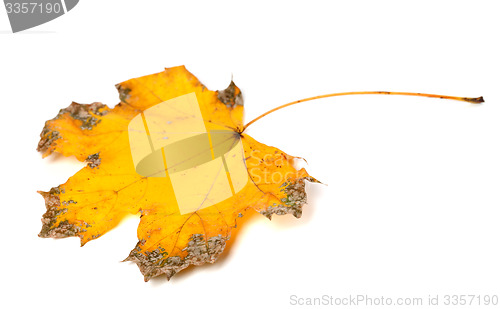 Image of Yellow dried autumn maple-leaf