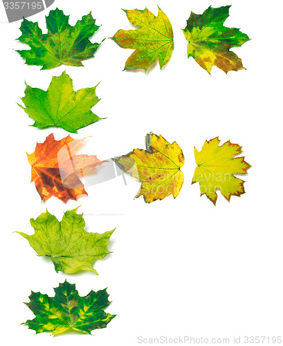 Image of Letter F composed of yellowed maple leafs