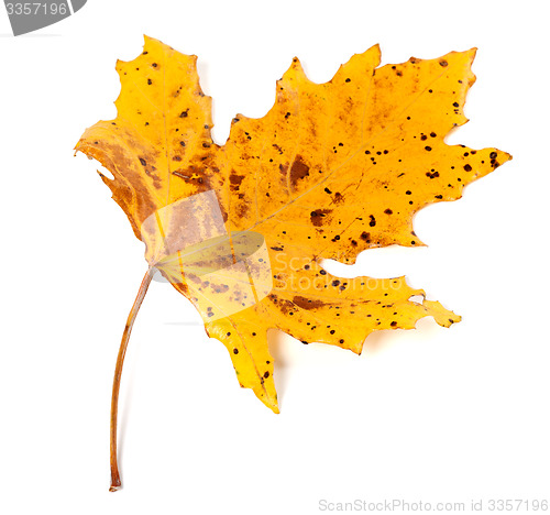 Image of Speckled autumn leaf on white background