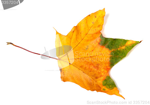 Image of Autumn multicolor maple-leaf