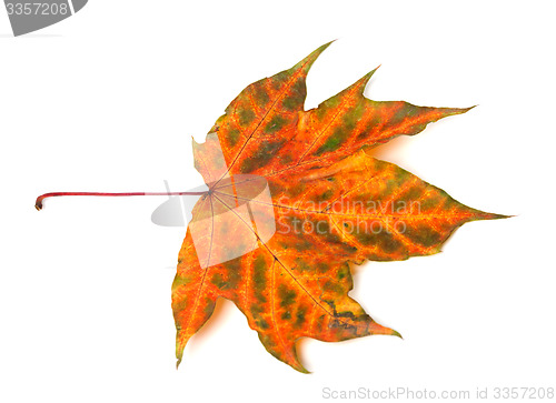 Image of Multicolor autumnal maple-leaf on white background