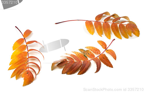 Image of Three autumn rowan leafs on white background 