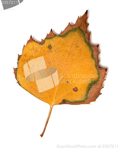 Image of Yellowed leaf of birch on white background